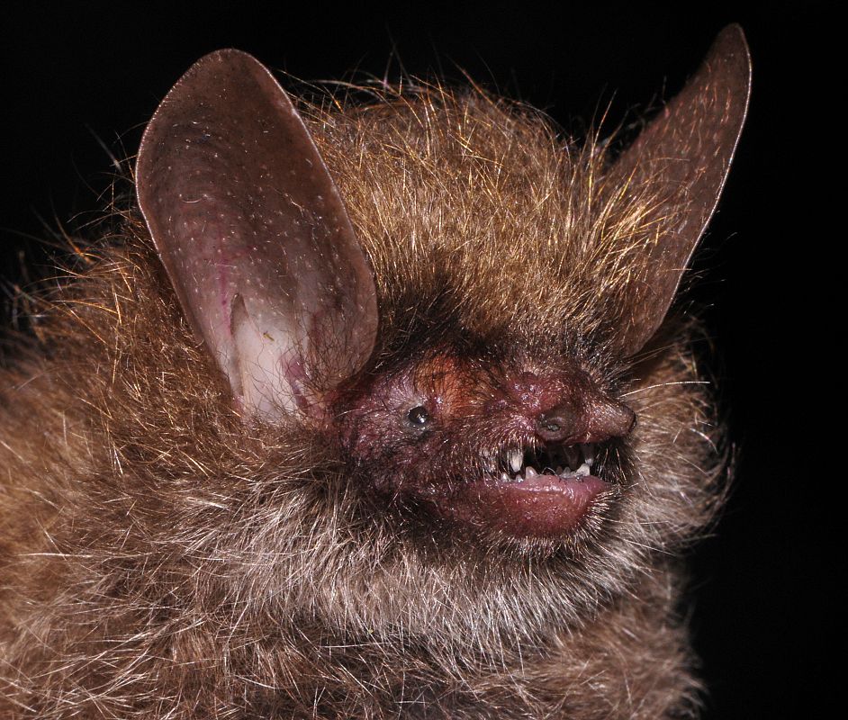 Murina kontumensis
