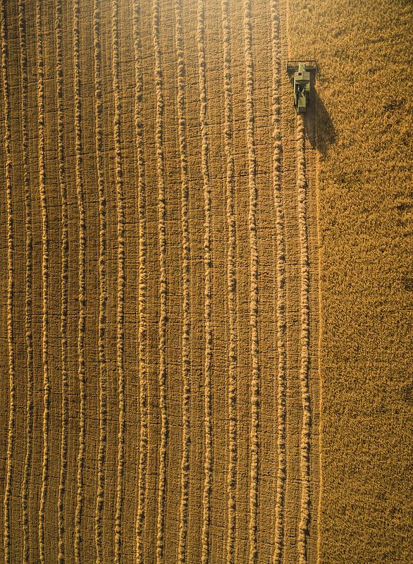 En pleno periodo de recolección, este campo de cebada maltera nos ofrece un espectáculo de hermosas geometrías. Se trata de un cultivo extensivo (más sostenible que los de tipo intensivo) que requiere pocos inputs: fertilizantes, productos sanitario