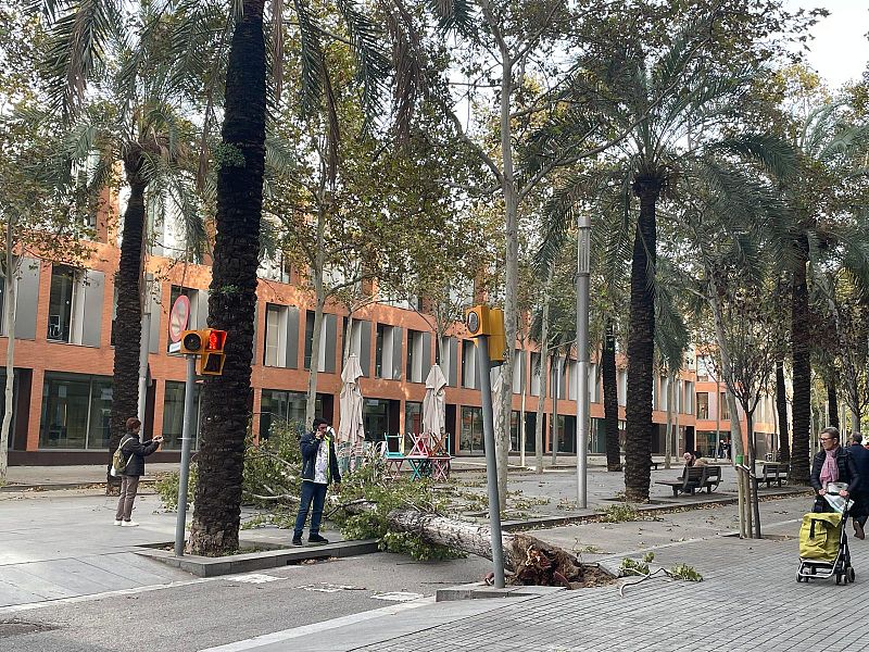 Un árbol caído por el viento obstaculiza una calle, mientras las personas observan la escena.