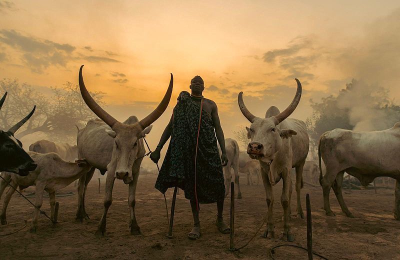 Hombre Mundari con toros Zebu bajo un cielo cálido y brumoso. La luz dorada resalta la conexión entre el hombre y el ganado.