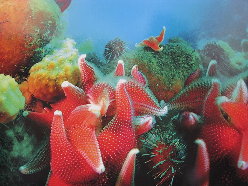 'Estrellas marinas'