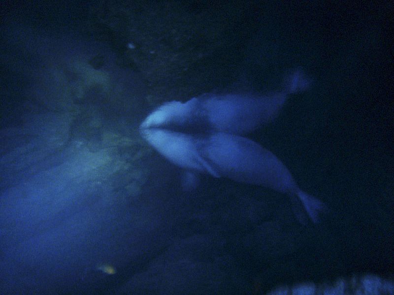 Avistamiento de una foca monje