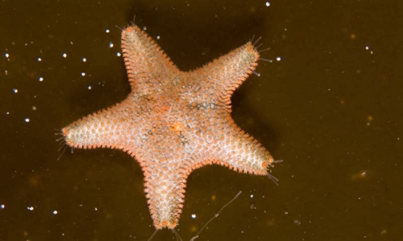 Impresionante ejemplar de una Estrella del Capitán, en Galicia.