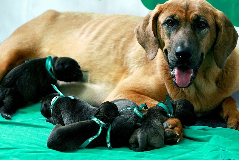 Primeros cachorros clonados con fines comerciales