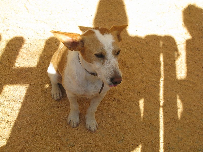 A Chapi, muy cariñoso y juguetón, lo encontraron vagando por la calle. Ahora espera a que alguien se anime y le adopte.