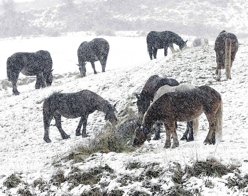 TEMPORAL NIEVE
