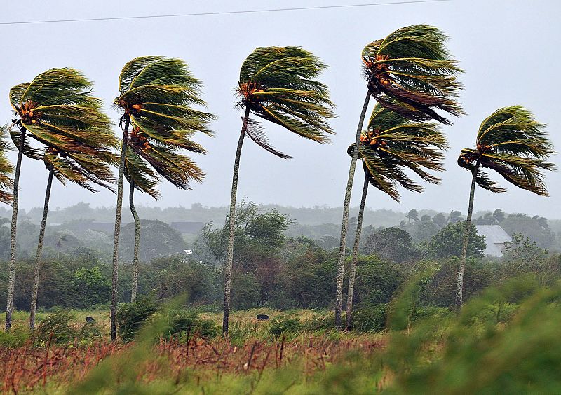 Grupo de palmeras movidas por el viento como consecuencia del paso del huracán Gustav por Cuba
