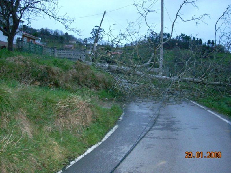 Árbol caído por el fuerte viento en Siero, Asturias. 23/01/09