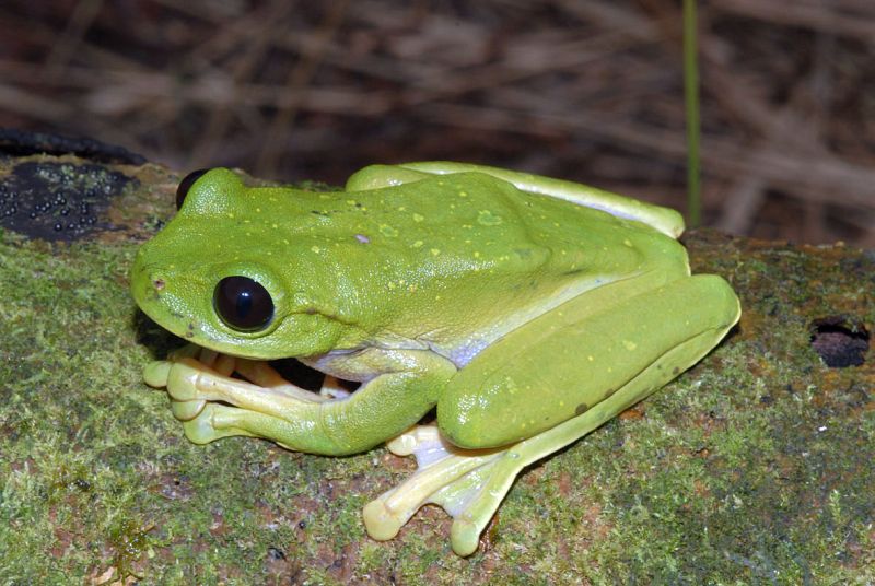 Una gran rana, la Nyctiystes sp., con ojos enormes, es otro de los hallazgos.