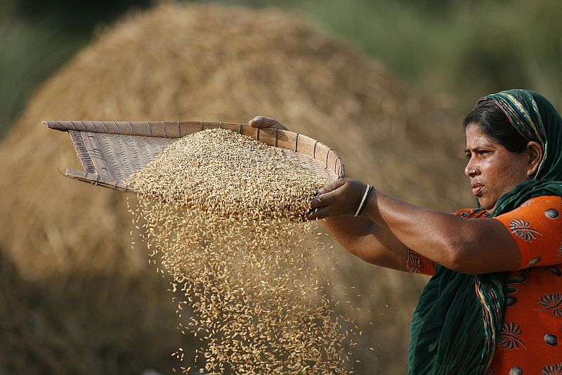Una mujer secando arroz en una granja de Dhaka, Bangladesh