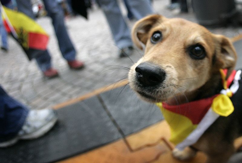 Cachorro alemán