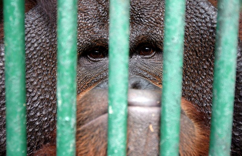Orangután