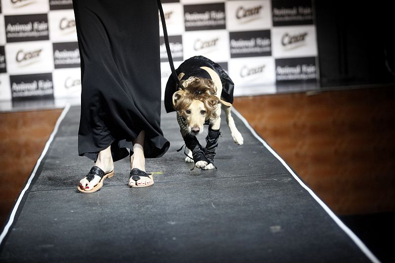 La pasarela "Paws for Style" expone la moda canina en Nueva York
