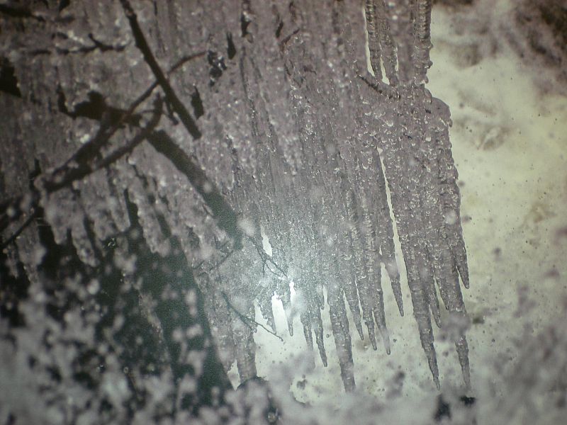 Artenavas 2009