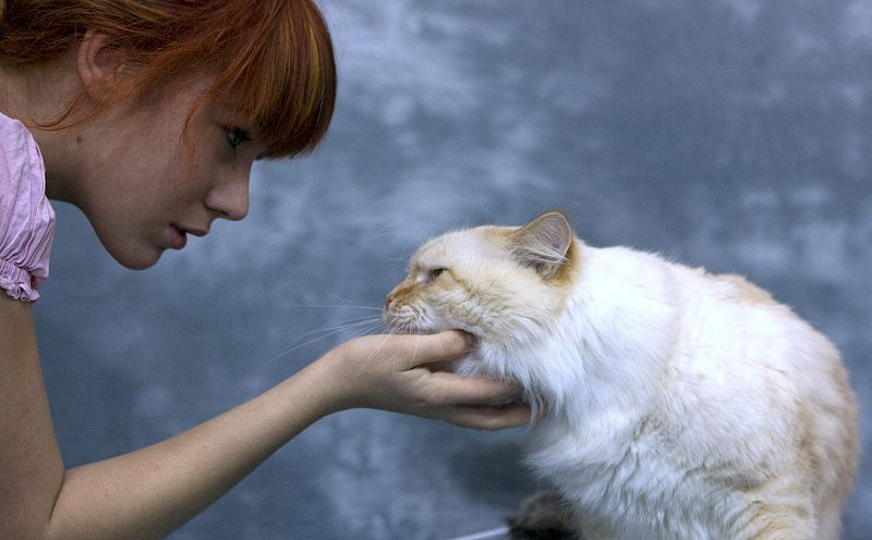 EXPOSICIÓN INTERNACIONAL FELINA EN VARSOVIA