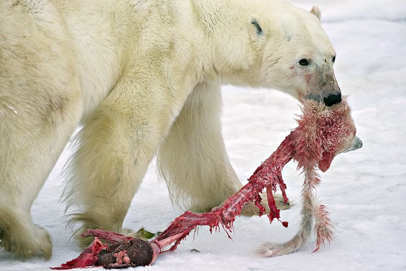 Las impactantes fotografías, tomadas al norte de Canadá, han sido usadas por algunos activistas del cambio climático, que afirman que estos casos de crías de oso polar devoradas por sus congéneres están aumentando en los últimos años.