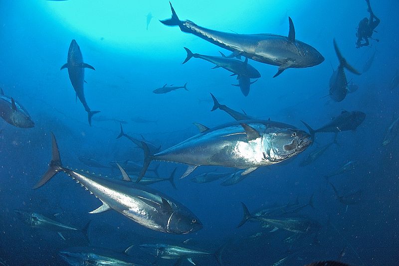 El atún rojo (Thunnus thynnus) es un pez migratorio de gran tamaño que se localiza en el este y oeste del Atlántico y en el mar Mediterráneo. El atún rojo es utilizado en la preparación de sushi de primera calidad. La especie se encuentra muy cerca