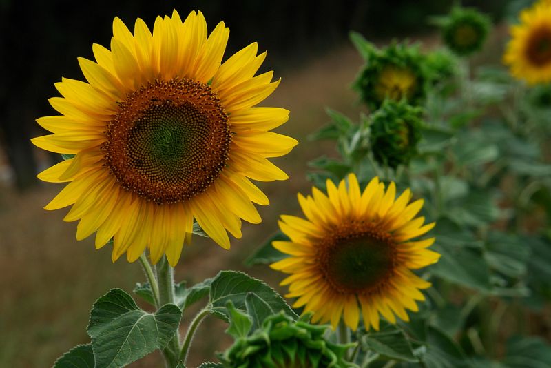 El optimismo del girasol