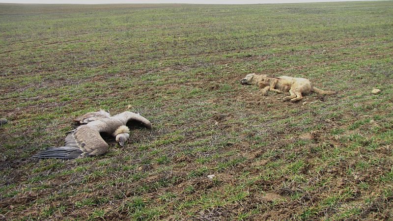 Un buitre leonado y un perro envenenados