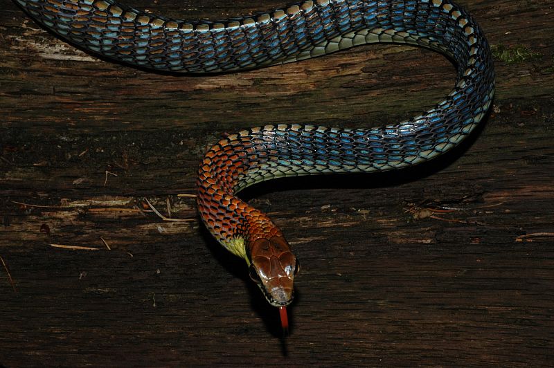 Serpiente de lengua roja (2)