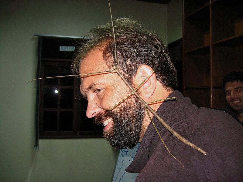 El insecto más largo del mundo