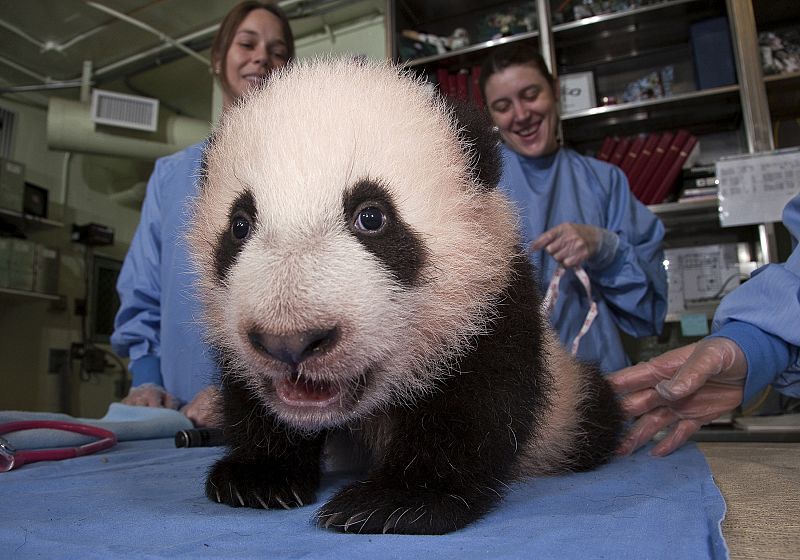 Un pequeño Oso Panda.