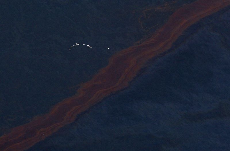 Una bandada de pájaros cruza la mancha de petróleo
