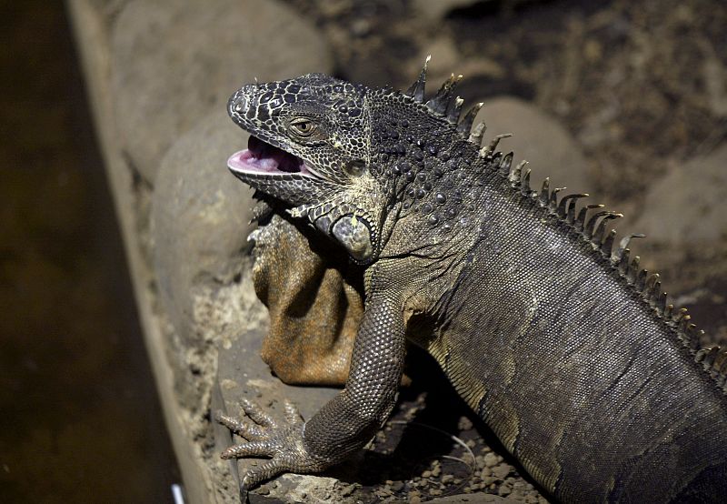 Una iguana trepa por una roca en Managua, Nicaragua.