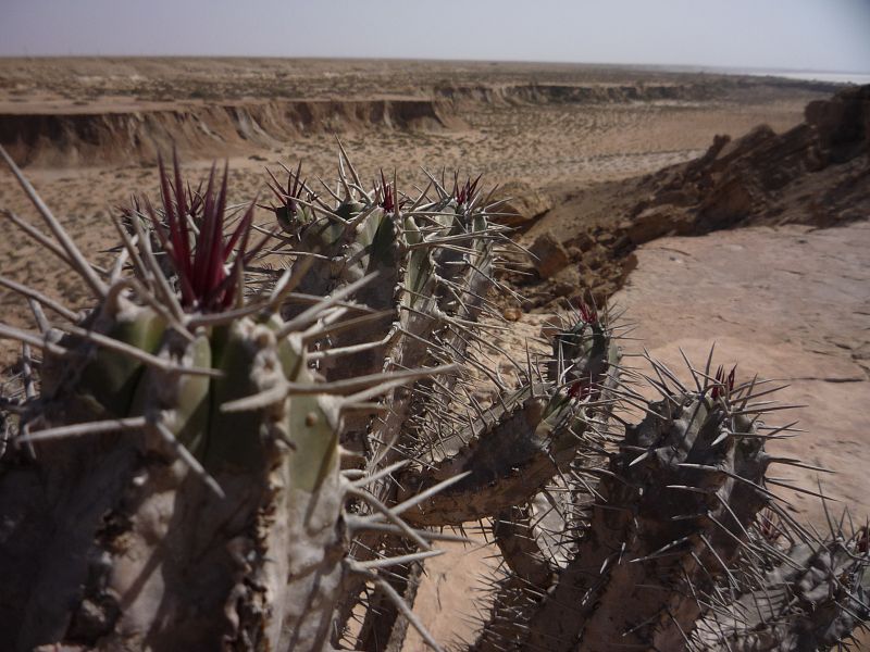 Tierra de apariencia desolada