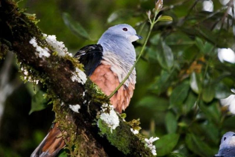 Una de las palomas imperiales descubiertas en Indonesia