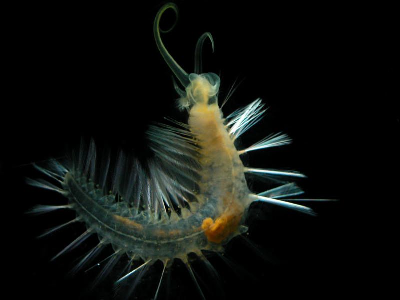 Gusano Bombardero (Swima bombiviridis). Lanza 'bombas' que se iluminan durante unos segundos en verde (bioluminiscencia)