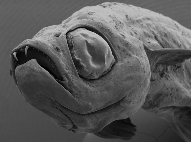 Pez drácula (Danionella dracula)