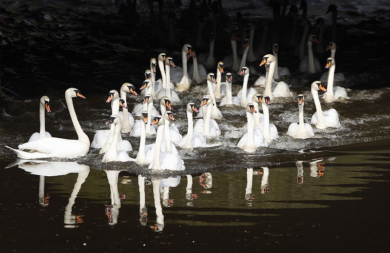 Un grupo de cisnes en Hamburgo, Alemania