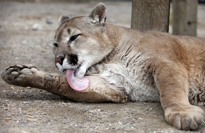 Kalina, un puma de cinco años (Rusia)
