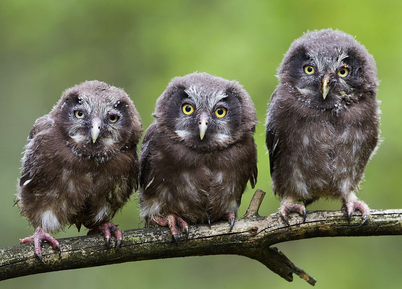 Búhos boreales posados en la rama de un árbol (Minsk, Bielorrusia)