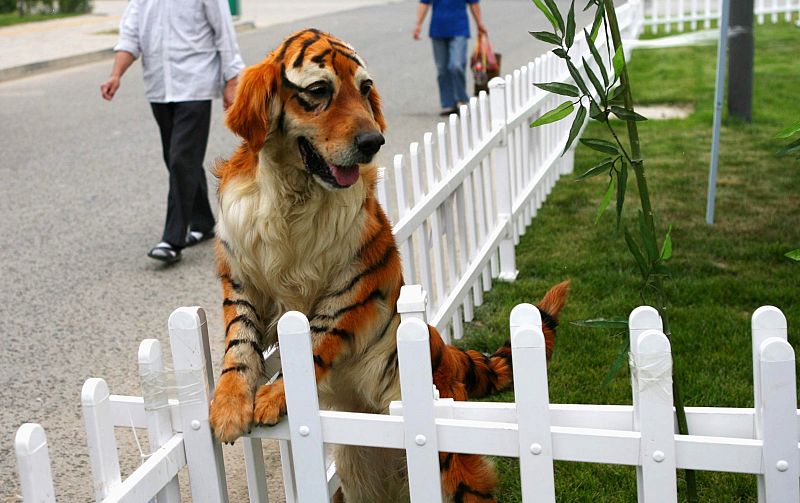 Los chinos son muy amantes de los perros. Aquí podemos ver un 'Golden Retriever' muy similar a un tigre, (China)