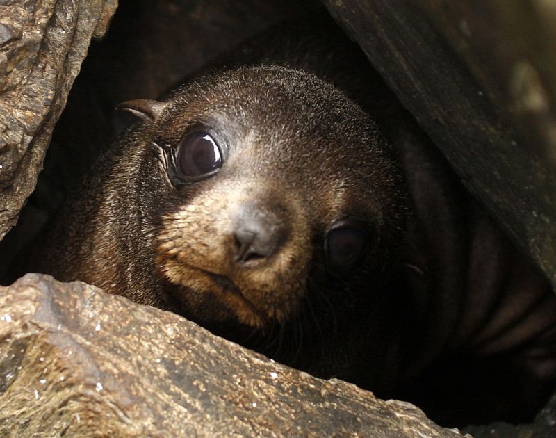 Un cachorro de foca entre las rocas de la ciudad de Pirua, Perú.