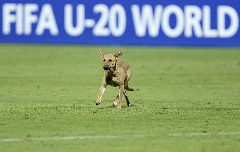 Un perro atravesando un campo de fútbol en Egipto