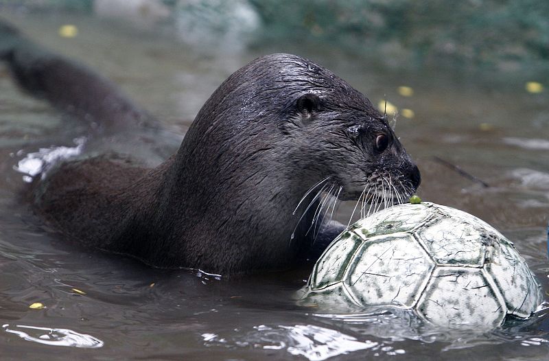 Una nutria de río juega con un balón de fútbol en un lago de Santa Fé, Colombia.