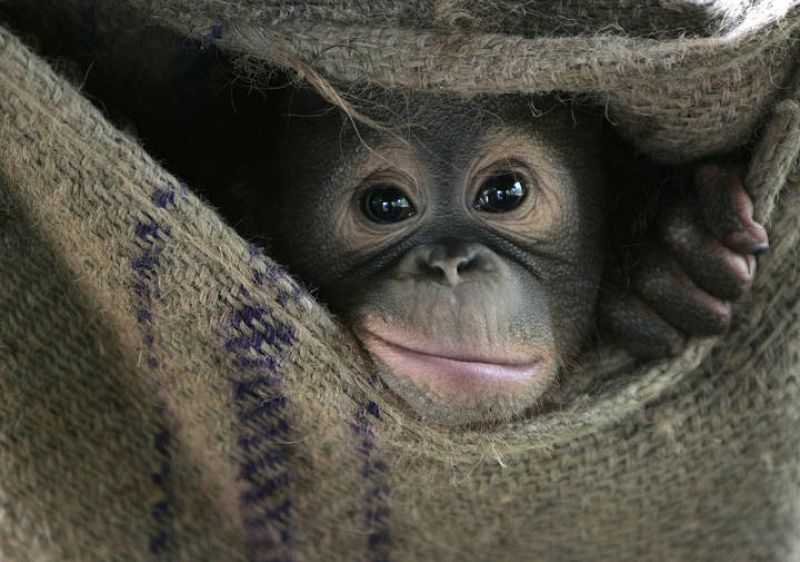 Deepa, una joven orangután, mirando desde dentro de un saco de tela