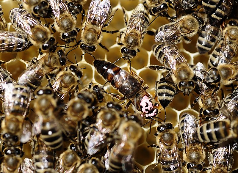 La abeja reina, la dueña de una colmena
