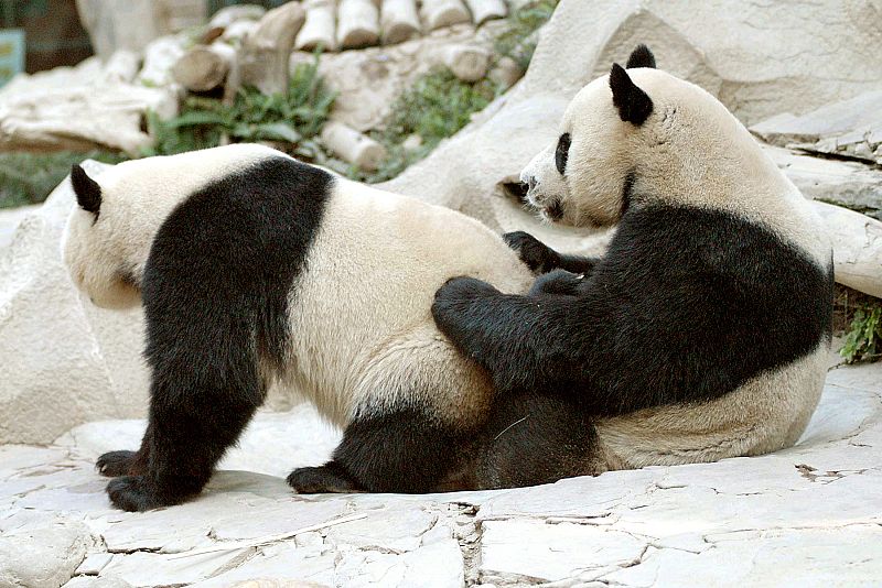 Los osos panda no tienen problemas para acomodarse sobre las piedras del zoo