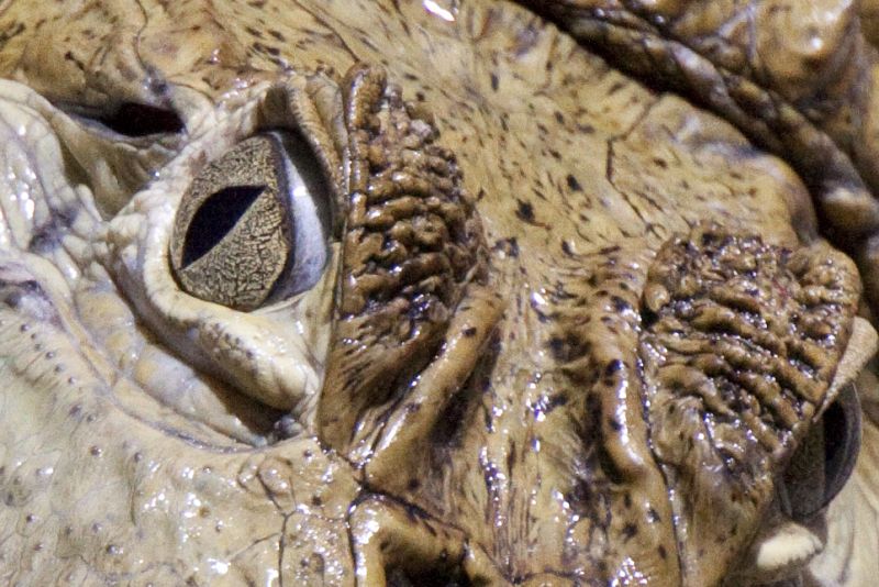 Exposición 'Reptiles y anfibios' en el Acuario de Gijón