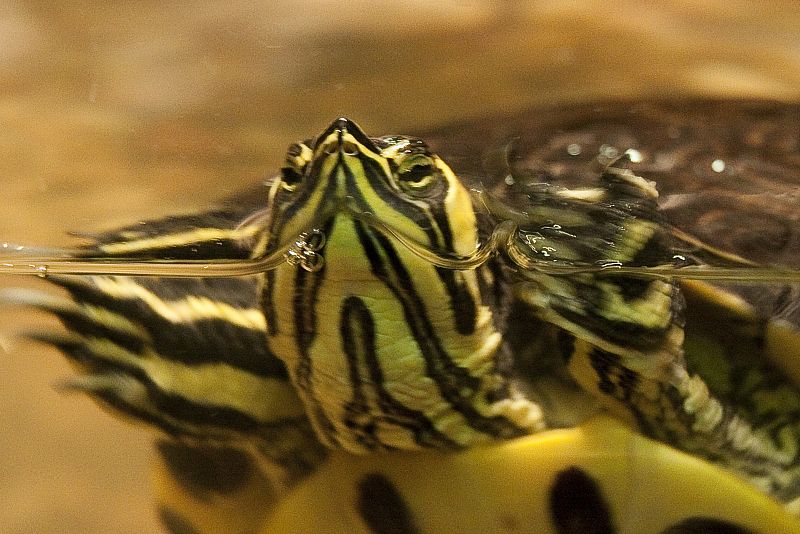 Exposición 'Reptiles y anfibios' en el Acuario de Gijón