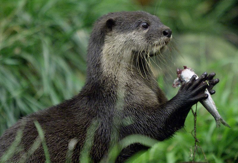 Una nutria de dos meses con su almuerzo entre las manos