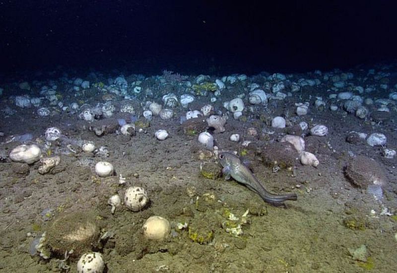 Una 'cama' de esponjas asentadas en el fondo marino