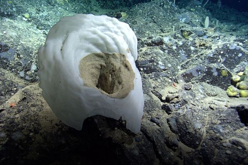 Un coral con forma de vaso