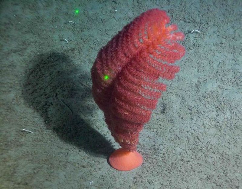 Una nueva 'pluma de mar'