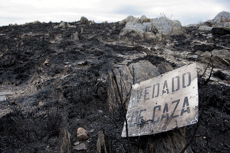 INCENDIO FORESTAL