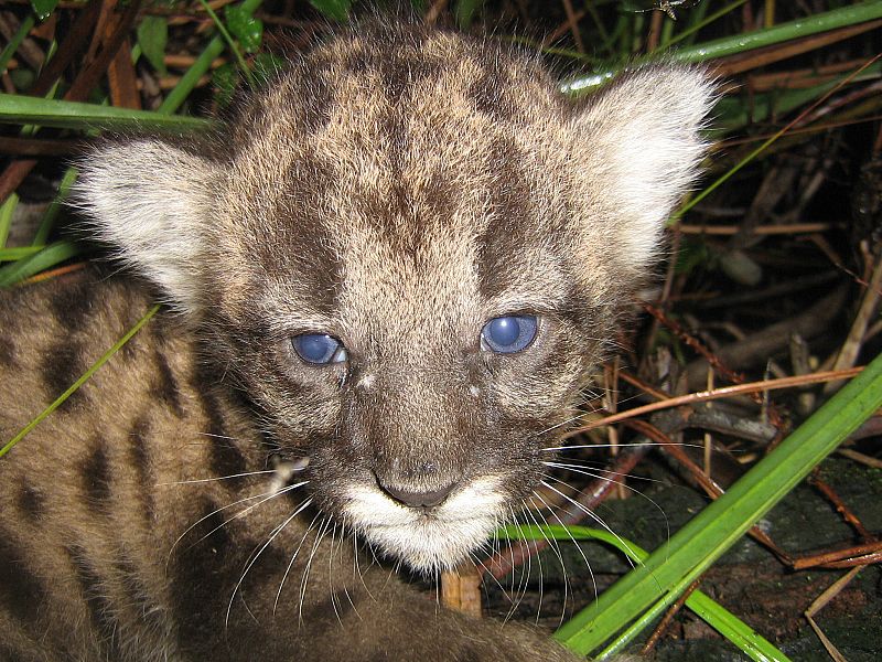 Uno de los nuevos cachorros nacidos tras la 'restauración genética' de la especie